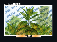 RV217 Tabaco (50 pzas)