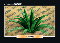 RV219 Maguey (50 pzas)