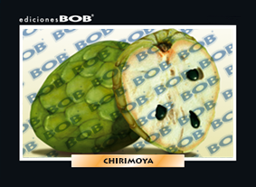 RV223 Chirimoya (50 pzas)