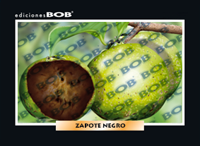 RV224 Zapote negro (50 pzas)
