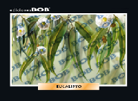 RV227 Eucalipto (50 pzas)