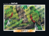 RV242 Quetzal (50 pzas)