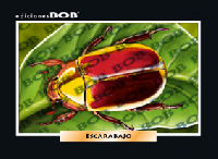 RV249 Escarabajo (50 pzas)