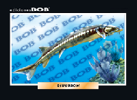 RV250 Esturión (50 pzas)