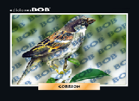 RV252 Gorrión (50 pzas)