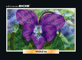 RV254 Violeta (50 pzas)