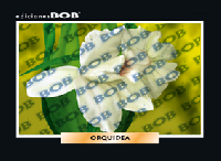 RV257 Orquídea (50 pzas)