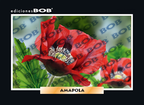 RV258 Amapola (50 pzas)