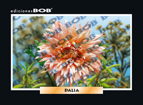 RV259 Dalia (50 pzas)