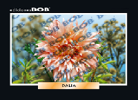 RV259 Dalia (50 pzas)