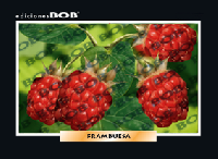 RV260 Frambuesa (50 pzas)