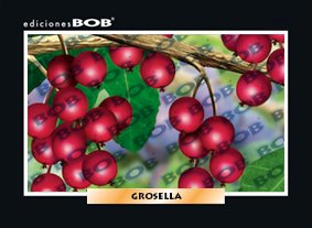 RV261 Grosella (50 pzas)