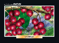 RV261 Grosella (50 pzas)