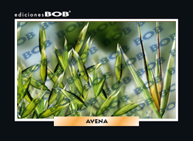 RV266 Avena (50 pzas)