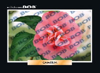 RV268 Camelia (50 pzas)