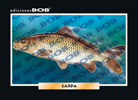 RV271 Carpa (50 pzas)