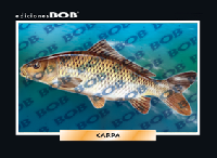 RV271 Carpa (50 pzas)