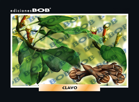 RV273 Clavo (50 pzas)