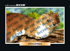 RV274 Comadreja (50 pzas)