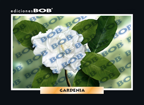 RV277 Gardenia (50 pzas)