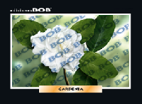 RV277 Gardenia (50 pzas)