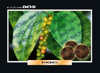 RV284 Pimienta (50 pzas)