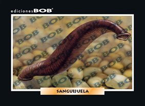 RV285 Sanguijuela (50 pzas)