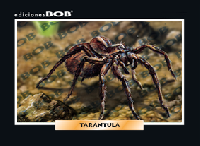 RV286 Tarántula (50 pzas)