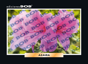 RV294 Azalea (50 pzas)