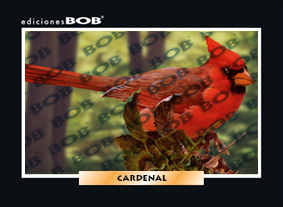 RV295 Cardenal (50 pzas)