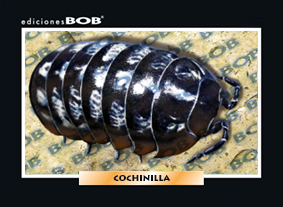 RV296 Cochinilla (50 pzas)