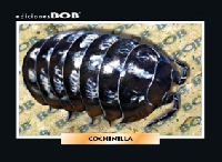 RV296 Cochinilla (50 pzas)