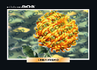 RV297 Crisantemo (50 pzas)