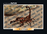 RV300 Escorpión (50 pzas)