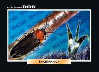 RV307 Luciérnaga (50 pzas)