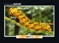 RV309 Oruga (50 pzas)