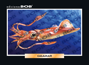 RV311 Calamar (50 pzas)