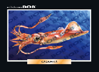 RV311 Calamar (50 pzas)