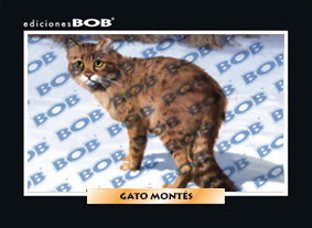 RV316 Gato montés (50 pzas)