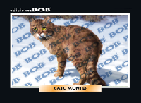 RV316 Gato montés (50 pzas)