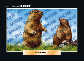 RV319 Marmota (50 pzas)