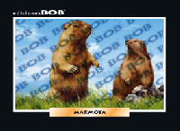 RV319 Marmota (50 pzas)