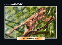 RV320 Mono macaco (50 pzas)