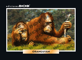 RV322 Orangután (50 pzas)