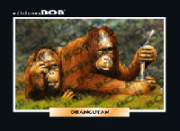 RV322 Orangután (50 pzas)