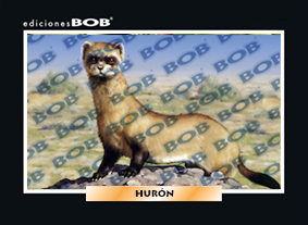RV324 Hurón (50 pzas)