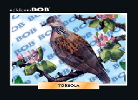 RV325 Tórtola (50 pzas)