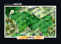 RV331 Hiedra (50 pzas)