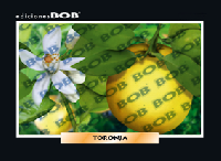 RV332 Toronja (50 pzas)