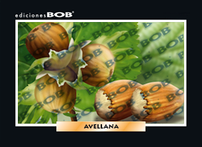RV333 Avellana (50 pzas)